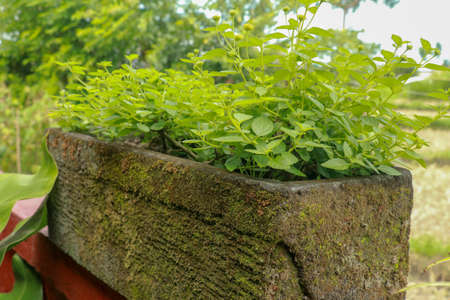 Beautiful flowers in natural stone plant pot outdoors on sunny day