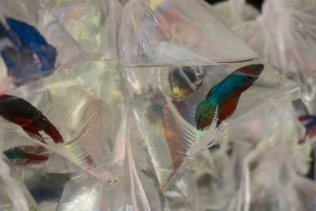 Many plastic bag of fish for sell on shopping street. Small Siamese fighting fish, Betta splendens...
