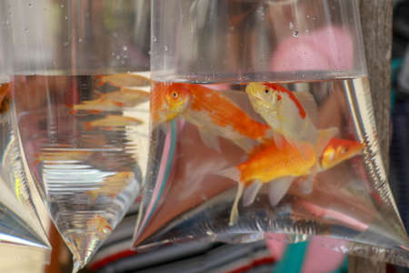 Aquarium fish displayed in plastic bags for sale in local market in Bali, Indonesia