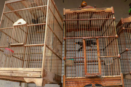 Litle birds in the cage. Java, Indonesia. Freedom conceptの写真素材