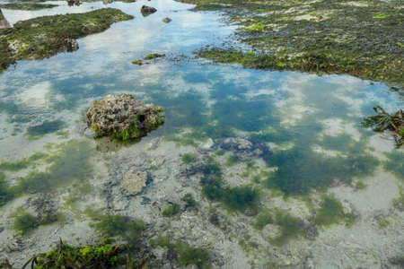 Low tide reveals algae and tide pools in the Indian Ocean. The tidepools are isolated pockets of...
