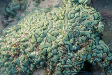 This is a green favia coral with bright red and green eyes. Sea coral during low tide.