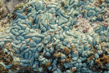 view of a coral reef at low tide, during day light in a sunny day.の写真素材