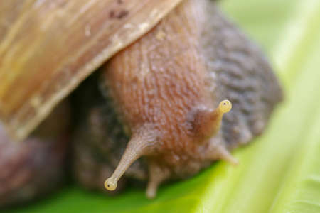 Macro of eye snail. Achatina Fulica looks into the camera lens. Close up of a large adult snail...