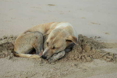 Dog Sleeping On The Beach. Dog in holiday at the beach in front of the sea sandの写真素材