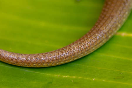 Tail detail Eutropis multifasciata. Common sun skink or East Indian brown mabuya among the leaf litter. Bali, Indonesiaの写真素材