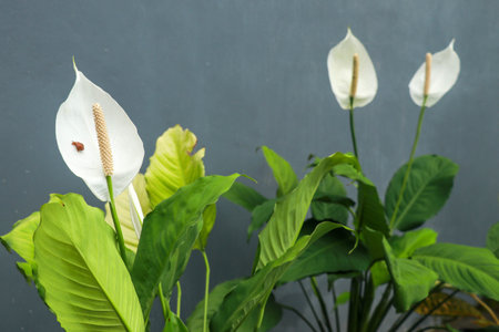 closeup of plant and flower of cala zanteschia or Argentine water lily. Calla lilies on gray background. White calla lilies, over black background, in soft focus. A small snail crawls on a white callaの写真素材