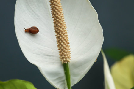 White calla lilies, over black background, in soft focus. A small snail crawls on a white calla lily flowerの写真素材