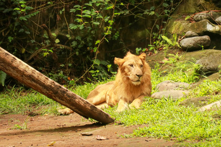 Big male lion lying on the grass. Powerful Lion resting at sunset. The power of nature