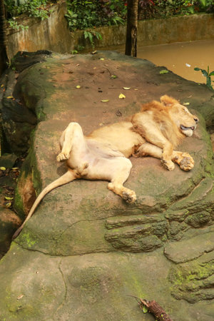 Top view of an Asian lion lying on a rock and resting. Magnificent lion on his back with his legs in...
