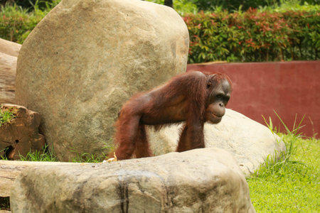 Orangutan, dominating male walking on the lawn. Male orangutan walking on the ground among the...