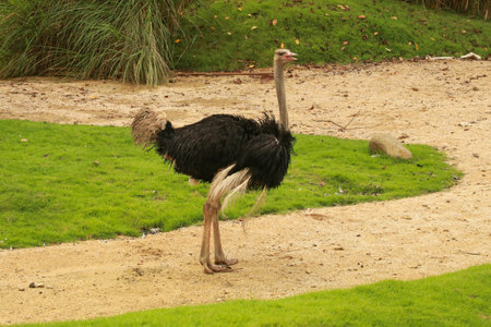 Male Common ostrich or Struthio camelus with pink bill, long lashes over black eye, slender white...