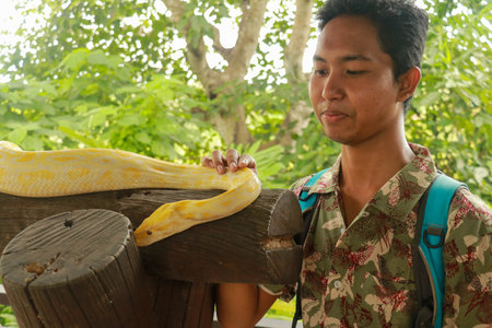 Close-up of asian tourist with Burmese Python, albino snake. Young man touch the Python bivittatus...