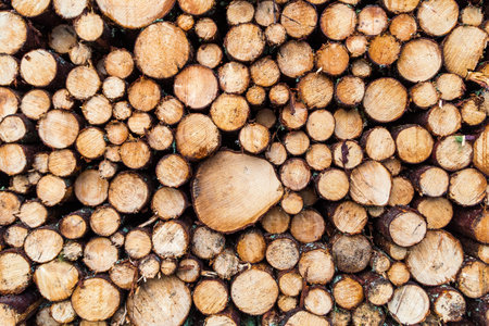 Pile of wood logs ready for winter - landscape exteriorの写真素材
