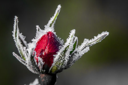 Frozen red rose in white frost. Rose petals in small ice crystals surrounding the flowerの写真素材