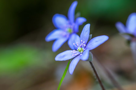 Blooming in the spring forest Hepatica nobilis. close-up blue flowers of Common Hepatica. violet...