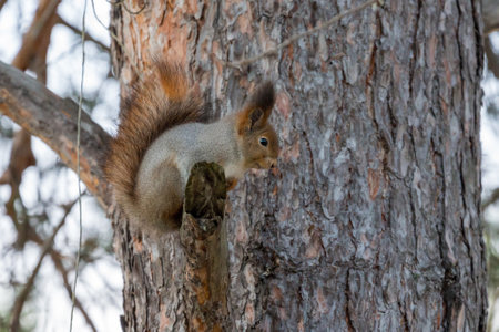 Eastern Gray Squirrel on a tree branch. Cute squirrel perched on tree branch, soft focus. Squirrel on the tree in the parkの写真素材