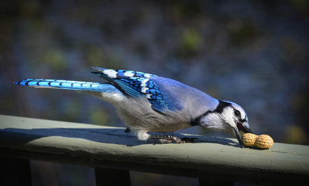 Blue jay with a peanut in its craw and another peanut in its beakの写真素材