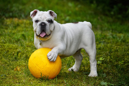 Black and white English or British Bulldog Dog out for a walk jumps and catches for the ball on the grassの写真素材