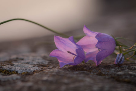 Blue bell flowers on dark background. campanula close upの写真素材