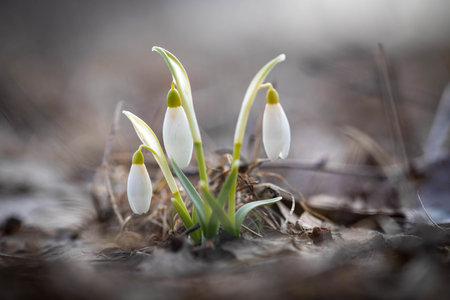 Snowdrops in the forest. Close-up view. The first snowdrop flovers in this yearの写真素材