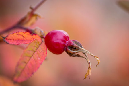 Horizontal close-up photo of a single fresh red berry. branch in autumn morningの写真素材