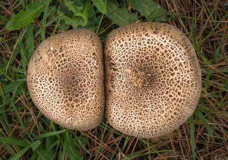 Mushroom umbrella in the forest at the side of the road, close-up. The view from the top