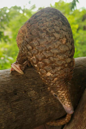 Java Pangolin climbs a wooden log.. Manis javanica on wood construction.