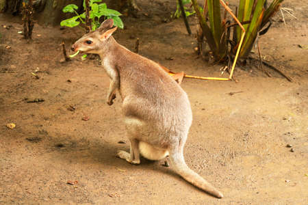 Red-necked wallaby sideways shot. Bennetts wallaby Macropus rufogriseus is a medium sized macropod...