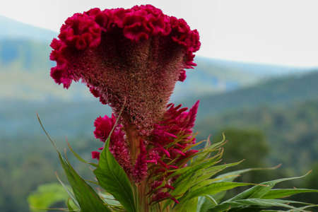 Close up of magenta cockscomb flower Celosia Cristata.の写真素材