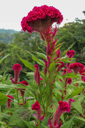 Close up of magenta cockscomb flower Celosia Cristataの写真素材