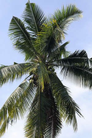 Palm Trees looking up to the sky with lens flare