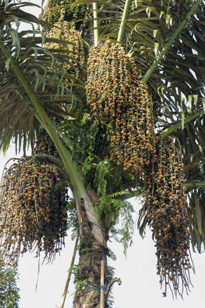 Arenga pinnata is an economically important feather palm native to tropical Asia, from eastern India...