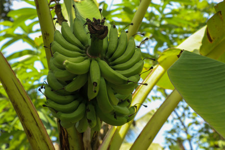 Green banana bunch on the palm tree on Bali island.の写真素材