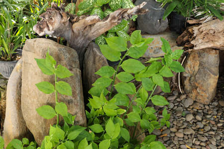 The concept of survival. Pansy flowers bloom among the stones. The forces of nature will help survive the pandemicの写真素材