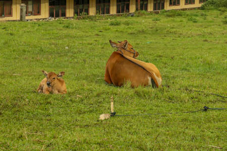 Calf cow lying down on green grass next to her brown calf in Flores, Indonesiaの写真素材
