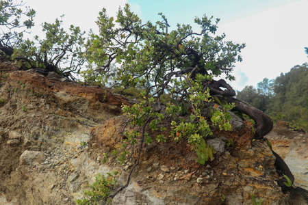 Dwarf tree on a rim crater on Kelimutu volcano. kneeling surviving in inhospitable conditions on the edge of a crater above the lake. National Park in Ende, Indonesia. Selective Focusの写真素材