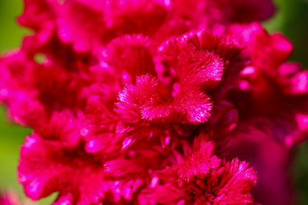 Chicken comb or cricket jewer Celosia cristata is a variety of celosia argenteaの写真素材