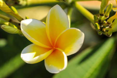 macro close-up photo of the heart of the plumeria flower frangipani taken from Baliの写真素材