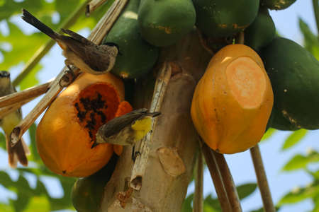 Birds eating fruit sitting on tree in tropical jungle forestの写真素材