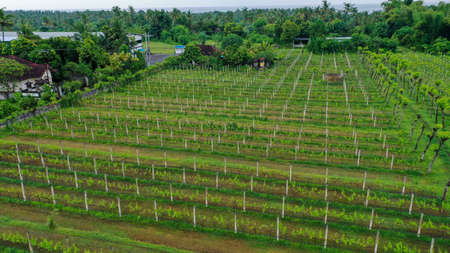 Aerial video in an amazing vineyards landscape, with drone, above vineyards in a beautiful dayの写真素材