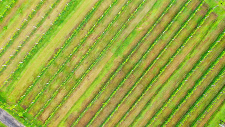 Aerial top down view of vineyards in Pemuteran, Bali. Top down close view over crops of winery grapesの写真素材