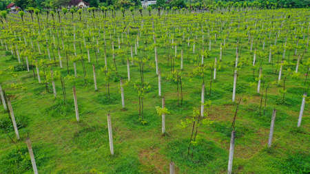 Aerial video in an amazing vineyards landscape, with drone, above vineyards in a beautiful day