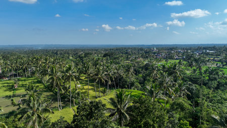 Aerial view of endless palm trees and rice fields stretching to the horizon under a bright blue sky, capturing the serene beauty of the Indonesian countrysideの写真素材