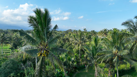Close-up of a coconut palm heavy with fruit, set against a backdrop of dense tropical greenery and distant misty mountains under a brilliant blue skyの写真素材
