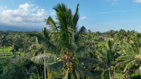 Majestic coconut palm in the foreground, loaded with ripe coconuts, overlooking a vast expanse of tropical forest and rice paddies stretching to the horizonの写真素材