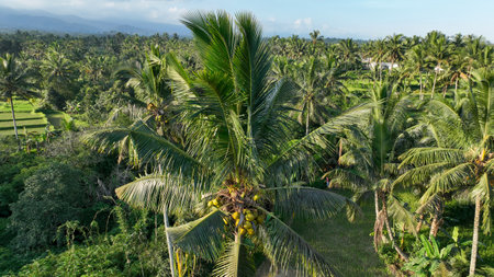 Aerial shot of a towering coconut tree bursting with golden coconuts, framed by verdant rice fields and rolling hills beneath a serene tropical skyの写真素材