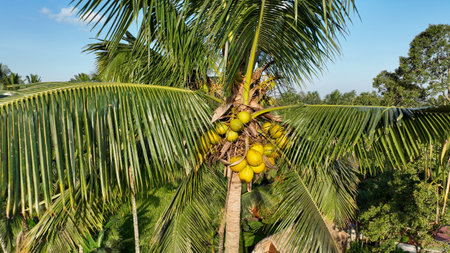 A lush coconut palm stands tall under the clear blue sky, its golden coconuts clustered in the sunlight. The vibrant green leaves frame a tropical paradise belowの写真素材