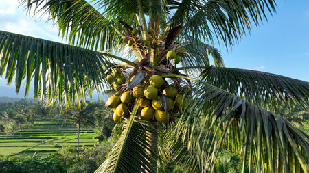 Aerial view of a coconut-laden palm tree overlooking terraced rice fields, with golden coconuts glowing against the rich green landscape and endless palm groves in the distanceの写真素材
