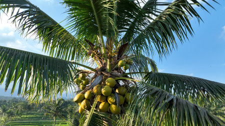 Close-up of a thriving coconut palm bursting with ripe yellow coconuts, set against a backdrop of lush rice terraces and tropical greenery, capturing the essence of island lifeの写真素材